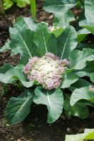 Brassica - Chou-fleur