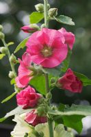 Alcea rosea - Rose trémière