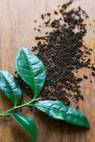 Camellia sinensis - Théier. Les deux premières feuilles de branche, qui sont les deux feuilles utilisées pour faire du thé.