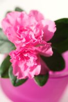 Rhododendron - Azalea indica en pot rose