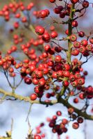 Crataegus monogyna - baies d'aubépine dans une haie ensoleillée