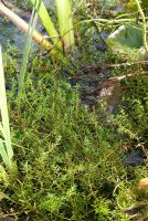 Crassula helmsii - également vendu sous le nom de Tillea aquatica - mauvaises herbes pygmées envahissantes de Nouvelle-Zélande en bordure d'un étang de jardin