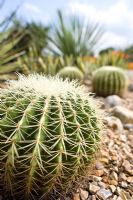 Echinocactus Grusonii - Golden Barrel Cactus dans un jardin du désert britannique