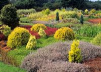 Bruyères et massifs de conifères - Jardin Aurelia, Dorset