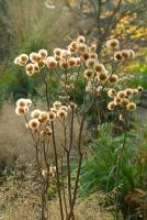 Ligularia japonica - Séchage de têtes de graines de fleurs en molleton japonais