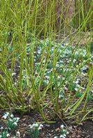 Cornus sericea 'Flaviramea' parmi Galanthus nivalis 'Flore Pleno' dans le jardin d'hiver