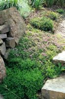 Thymus s'étendant sur le sol à côté de rochers et de marches