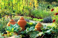 Jardin potager avec des foreurs traditionnels de rhubarbe en terre cuite