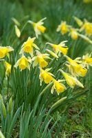 Narcissus pseudonarcissus en février