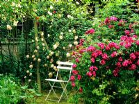 Rosa mixte avec une chaise de jardin