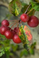 Malus 'Sentinelle rouge'