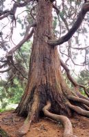 Sequoiadendron giganteum - Racines exposées