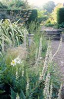 Verbascum chaixii 'Album' avec Phormium cookianum subsp hookeri 'Cream Delight' en parterre de fleurs avec cadran solaire. Étapes de mur en pierre sèche et haie Taxus - Madingley Hall, Cambridge