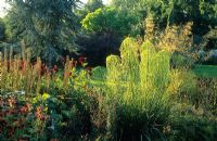 Helianthus salicifolius en parterre de fleurs avec monarda, Dahlia et Stipa gigantea en juillet