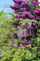 Syringa vulgaris 'Firmament' avec Wisteria floribunda