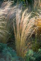 Stipa tennuissima - Herbe à plumes mexicaine