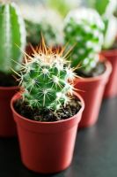 Cactus en petits pots