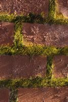 De plus en plus de mousse dans les fissures du mur de briques