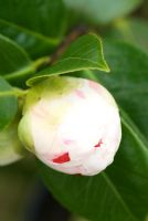 Camellia japonica 'Extravaganza' - Bourgeon blanc trapu avec des rayures et des taches cramoisies à la pépinière de Trehanes, Dorset