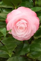 Camellia japonica 'Desire' à la pépinière de Trehanes, Dorset