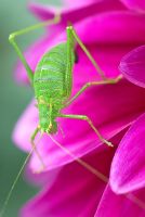 Cricket de brousse mouchetée, Leptophyes punctatissima, sur Dahlia magenta