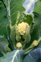 Brassica oleracea 'Early White Germing' - Brocoli biologique