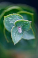 Parahebe perfoliata - Nouvelles pousses avec gel en février
