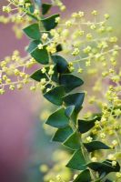 Acacia pravissima - Fleurs précoces