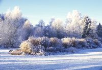 Scène enneigée d'arbres et d'arbustes recouverts de neige - Foggy Bottom Garden, Bressingham Gardens
