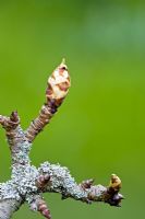 Pyrus 'Fertility Improved' - Bourgeon de fruit gonflant sur un poirier en mars
