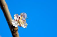 Prunus 'Early Moorpark' - Fleur d'abricot