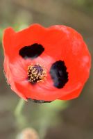 Papaver commutatum - Ladybird Poppy