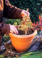 Retrait des bulbes d'Acidanthera du pot pour les stocker pendant l'hiver