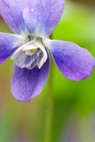 Viola odorata 'Comtesse de Shaftesbury' - Pépinière Groves, Bridport, Dorset