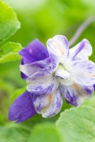 Viola odorata 'Mme David Lloyd George' - Pépinière Groves, Bridport, Dorset