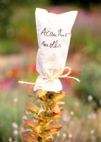 Acanthus mollis - sac attaché sur une plante pour récolter les graines