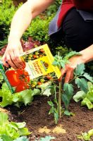 Ajouter des aliments biologiques au jeune plant de tomate