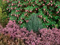 Parterre de printemps avec Ribes sanguineum, Erica erigena 'Irish Dusk' et Juniperus communis