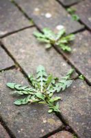 Taraxacum officinale - Pissenlit poussant entre les pavés en briques