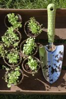 Truelle et plants de Lobelia dans un bac à graines en bois prêt à être planté