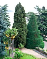 Topus Taxus dans les jardins à la française