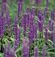 Liriope platyphylla - Lily Turfs