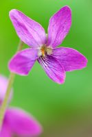 Viola odorata 'Josephine' - Groves Nursery, Bridport, Dorset, Royaume-Uni