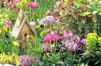 Parterre de printemps avec Primula et Helleborus