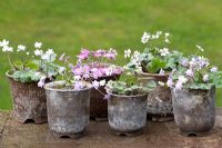 Collection d'Hepaticas en pots traditionnels - Toutes les variantes de Hepatica nobilis var. japonica f. magna