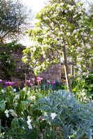 Pyurs formés - Poirier en fleur au printemps potager Brilley Court, Herefordshire, NGS