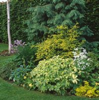 Astrantia major 'Sunningdale panaché', Lunaria annua, Aquilegia et Ribes alpinum 'Aureum' - Fenêtres blanches, Hants