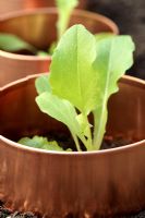 Lactuca sativa 'Salad Bowl' - Anneaux de cuivre placés autour de la base des semis de laitue pour dissuader les limaces au printemps. Lutte biologique contre les ravageurs.