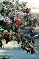 Merle femelle perché parmi les fruits rouges sur un Cotoneaster lacteus un matin glacial en février
