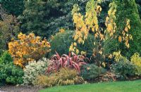 Parterre de fleurs mixte - Fothergilla major, Pittosporum 'Irene Paterson' et Phormium 'Rainbow Hybrids'